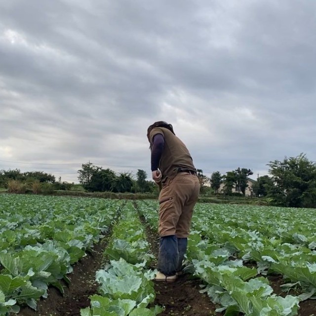 収穫まであと少し…キャベツ畑と向き合う毎日／農夫の荒川 a.k.a viptanさん（@viptanfarming）提供