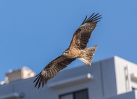 上空を舞うトビ(隼 山崎/stock.adobe.com)