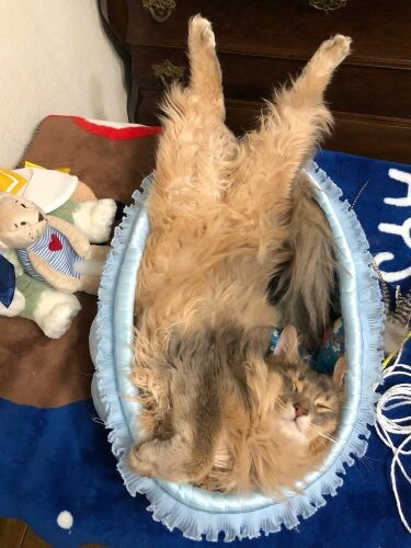 くつろぐオリオン