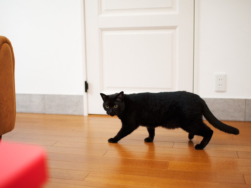 「清掃点検中。ソファの下ヨシ！」（小林写函撮影）