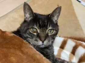 引っ越し先で脱走！　翌日ちゃんと帰ってきてくれたミックス猫「もも」