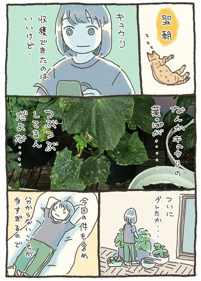 【漫画】『家庭菜園 初収穫の話』9（おべちさん提供）