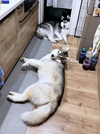 キッチンに大集合！ ルーナちゃん（奥）、レオくん（手前）（画像提供：ルーナ レオさん）