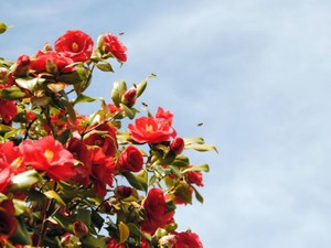 「次会うときは」をテーマにエッセイを募集します！5月17日締め切り