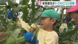 保育園児がトウモロコシの収穫に挑戦　宮城・大河原町