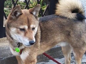 大掃除シーズン　変なものが好きな豆柴と、便利な毛取りグッズ