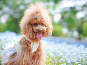 家族の癒やし担当　トイプー「ラン」はラベルはがし名人？　