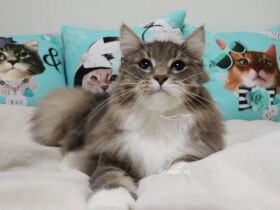 末っ子街道まっしぐら！　ノルウェージャンフォレストキャットの「結」