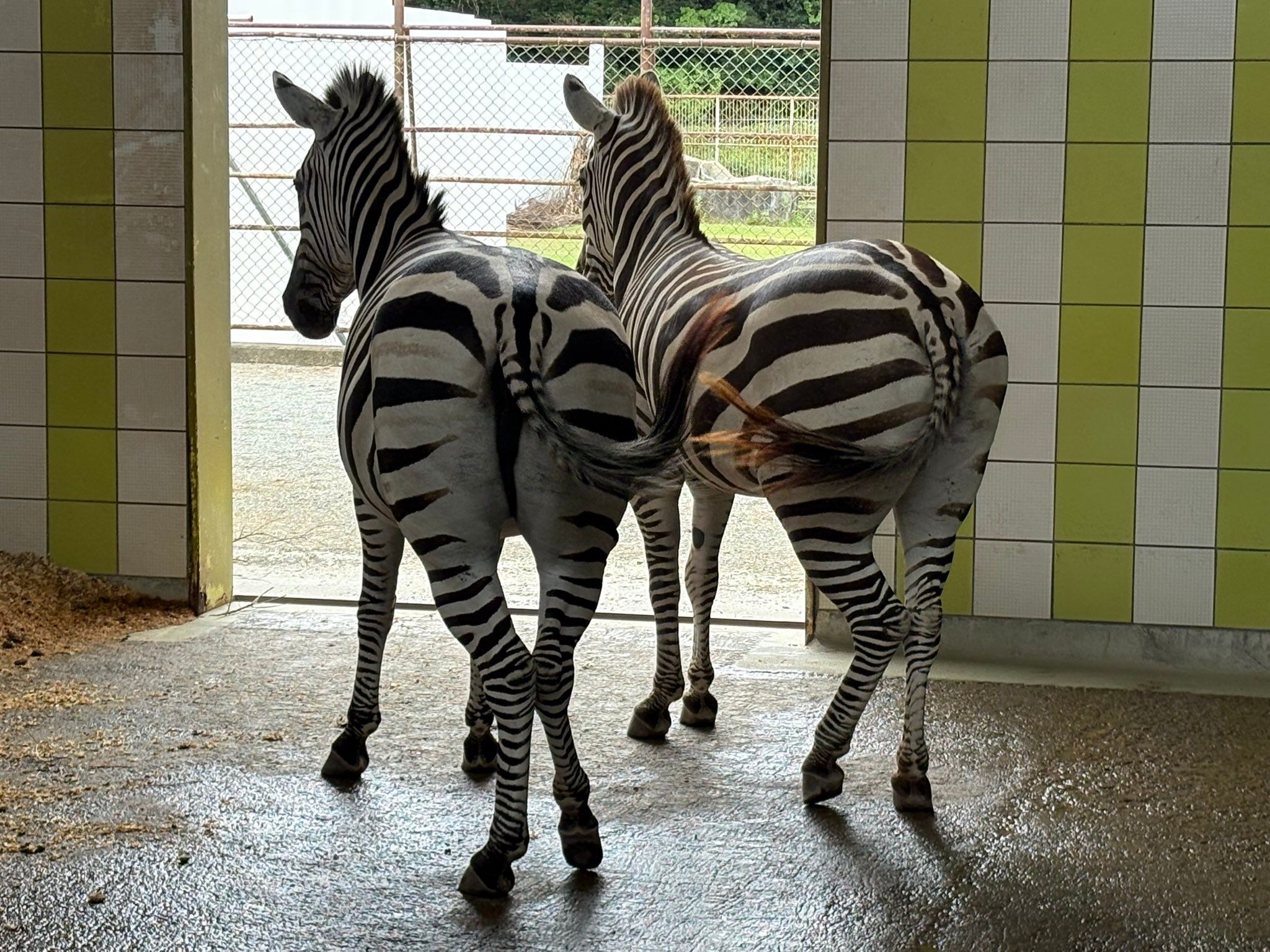 シマウマ シマウマをサーモカメラで撮影したら？→やっぱり！「こんなにくっきり