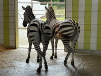 お尻までシマシマ