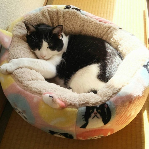 でも日だまりの気持ちよい場所をすぐ見つけました（横野さん提供）