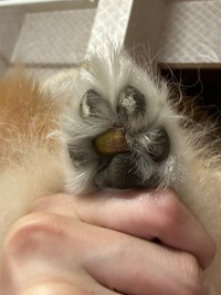 愛犬の肉球にどんぐりが！Xで話題に(「デカポメ《えり太》との日々」さん提供)
