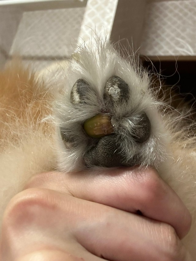 愛犬の肉球にどんぐりが！Xで話題に(「デカポメ《えり太》との日々」さん提供)
