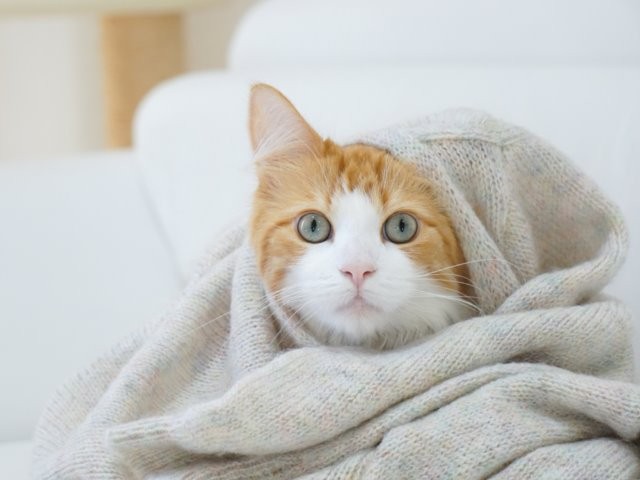 プロ・アマの傑作ネコ写真、一挙200点 東京カメラ部が写真集 | 「犬