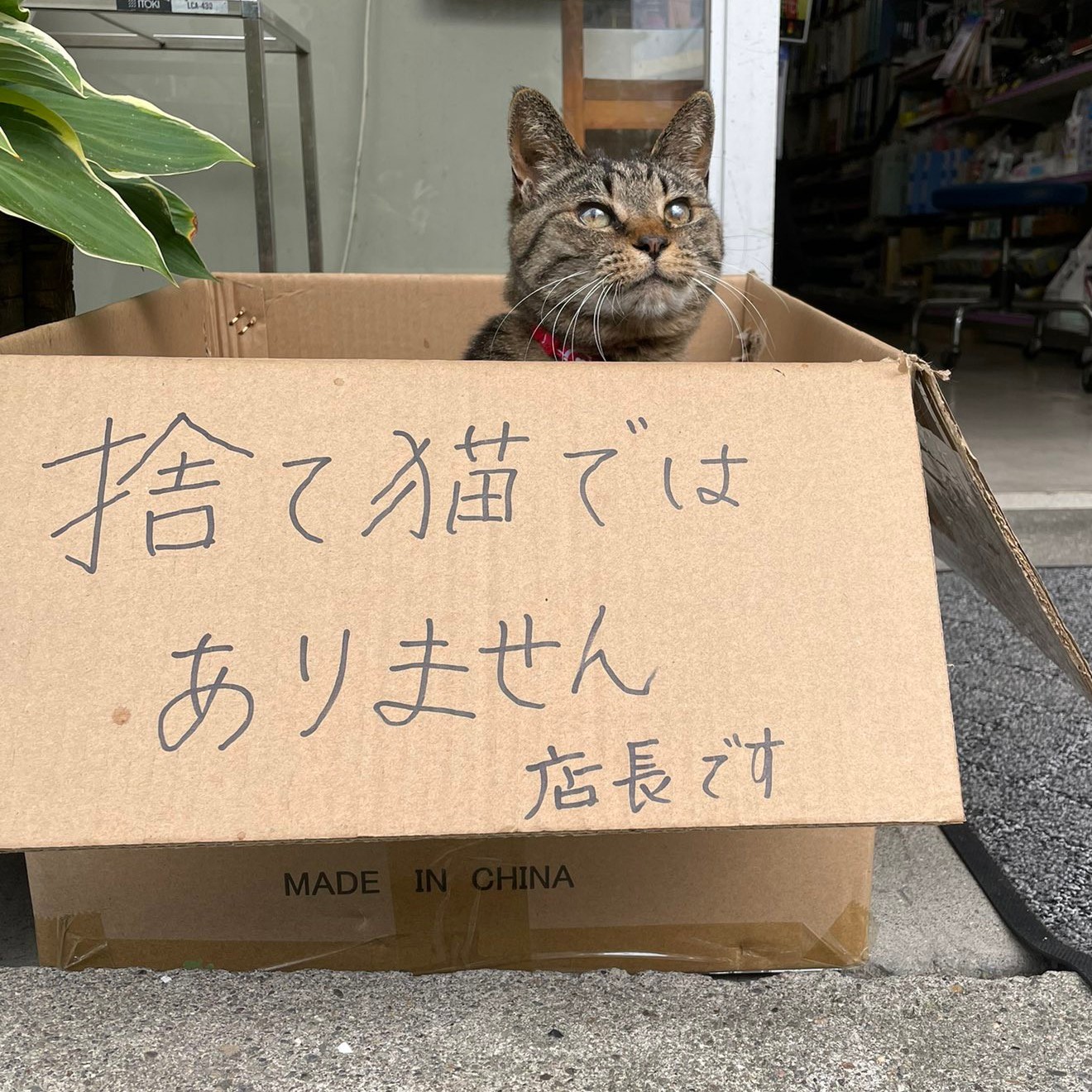 60+ 猫 画像 19 捨て猫ではありません 店長です」文具店の店頭で、お客さまを出迎え中!?段ボール箱から顔を出す猫が話題|まいどなニュース