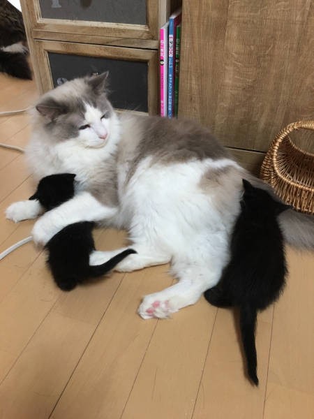 新しく入ってきた子猫を優しく見つめる