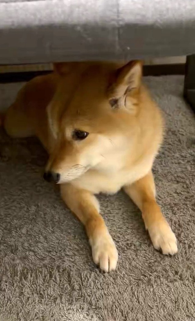 キョロキョロと少し落ち着かない様子だった（「柴犬 ろん」さん提供、Xよりキャプチャ撮影）