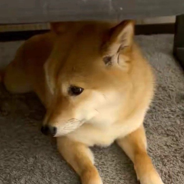 キョロキョロと少し落ち着かない様子だった（「柴犬 ろん」さん提供、Xよりキャプチャ撮影）