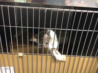 ケージから前足を伸ばすまーちゃん（画像提供：保護猫ま～ちゃんさん）