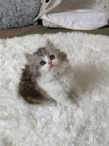 家にきたころの「レイラ」