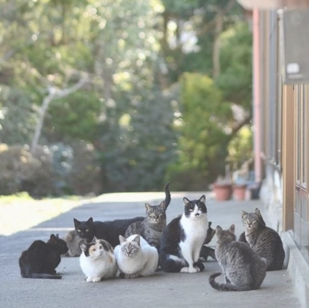 東日本大震災から12年経つが、福島の旧被災地で今も繁殖する猫たち（高沢さん提供）※一部トリミング