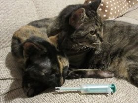 猫に薬を飲ませる夫のスゴ技　喉の奥に思い切り？！