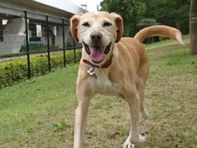 難病の高齢犬を引き取る　自然体の愛情に包まれ、奇跡の回復