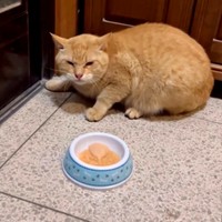 飼い主さんに保護されたチャトランくん（画像提供：えみちゃんさん）