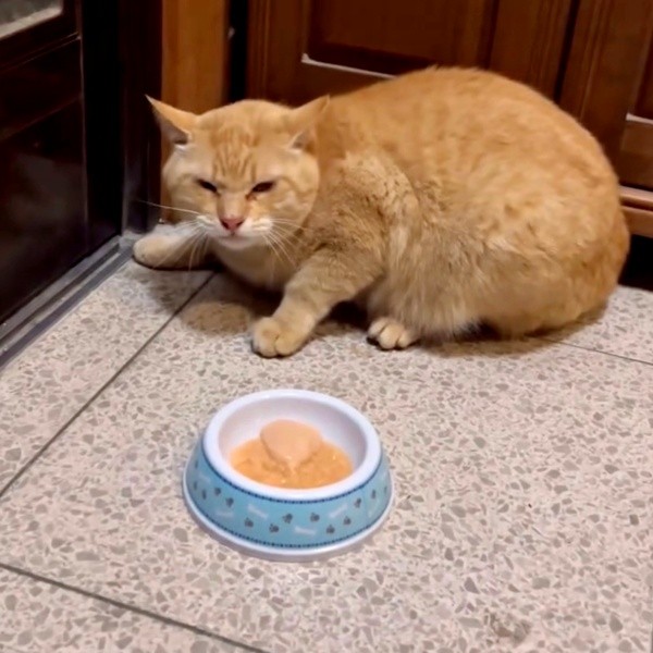 飼い主さんに保護されたチャトランくん（画像提供：えみちゃんさん）