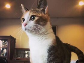 愛犬の四十九日　庭に現れた子猫　放っておけず家に迎え入れた