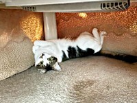 こつのなかでへそ天になってくつろぐポルくん（画像提供：ポルさん）