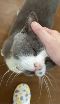 トムくんが『この家はいいおうちだよ。次よろしくね』って紹介してくれた？（「琥珀」さん提供）