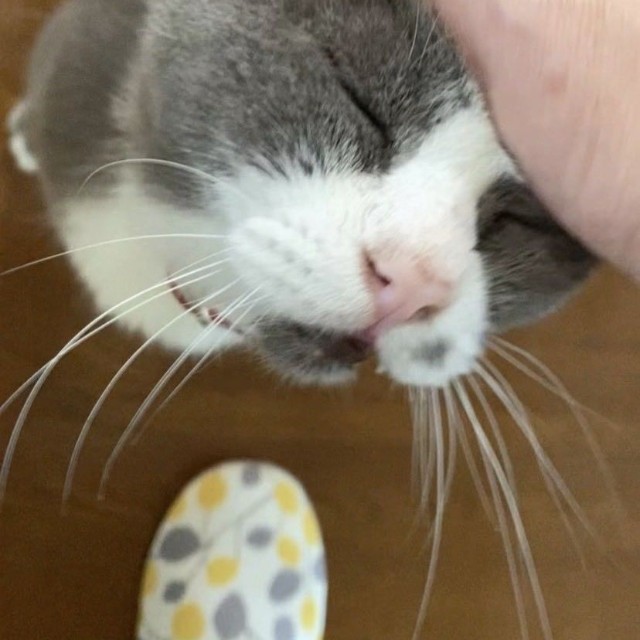トムくんが『この家はいいおうちだよ。次よろしくね』って紹介してくれた？（「琥珀」さん提供）