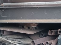 突然子猫が一匹現れた（「右も左も犬と猫」さん提供）