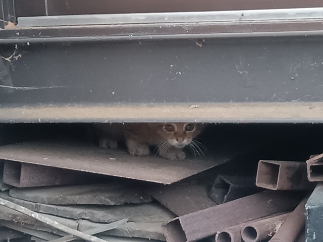 突然子猫が一匹現れた（「右も左も犬と猫」さん提供）