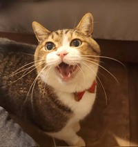 かわいいお返事にも癒される日々