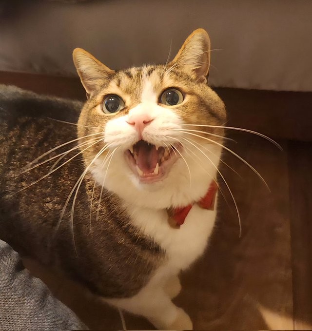 かわいいお返事にも癒される日々