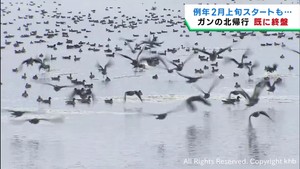 渡り鳥の北帰行　暖冬の影響で例年よりも早く既に終盤