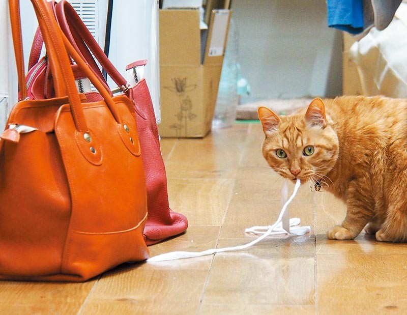 接客 営業 商品チェック 元ノラ猫 どらやき はデキる愛され部長 犬 猫との幸せな暮らしのためのペット情報サイト Sippo