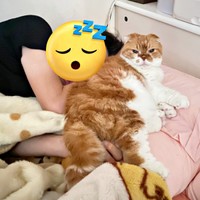 パパの枕を奪ってくつろぐぽんたくん（画像提供：ぽんた師匠さん）