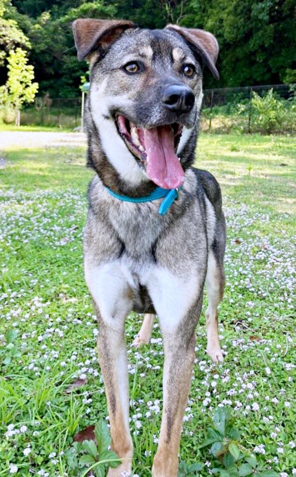 元保護犬のころくくん。今は明るい笑顔を見せてくれるようになりました（画像提供：保護犬ころくさん）