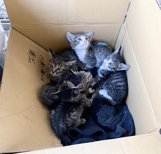 活動中に保護した子猫たち（NPO法人カゾック提供）