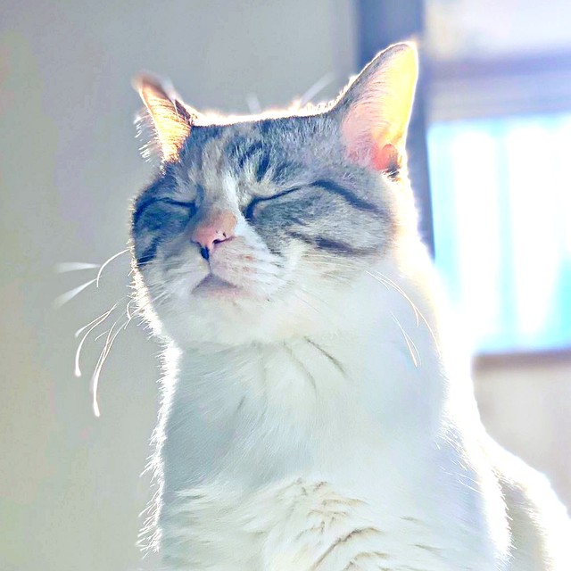 『横むんっ』な口元のルールーちゃん（画像提供：kaoruさん）