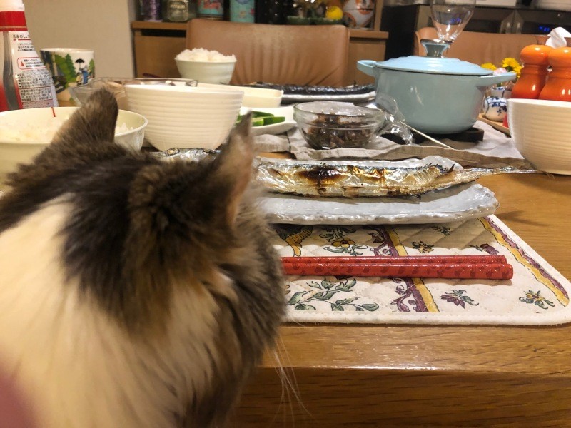 亡くなる３週間ほど前にも秋刀魚をばっちり狙っていた