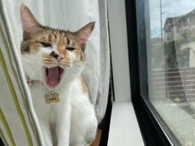 あら帰ってきたの～おかえりにゃ～　あくびをしながらお迎えする三毛猫「なずな」