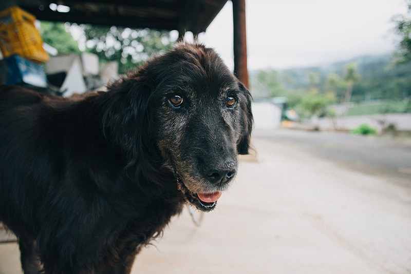 亡くなる約１か月前、私が最後に会った日の「ライフ」は穏やかに微笑んでいた（2017年8月31日撮影）