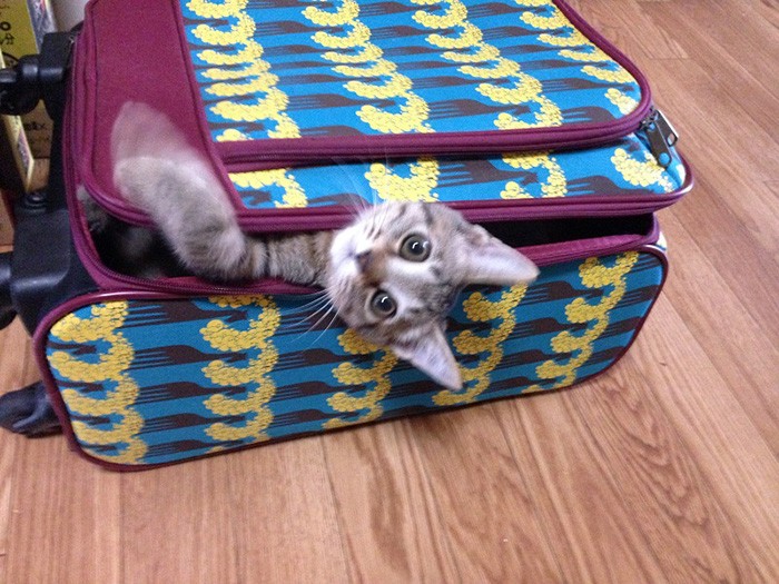 お家にやって来た頃、やんちゃ盛り