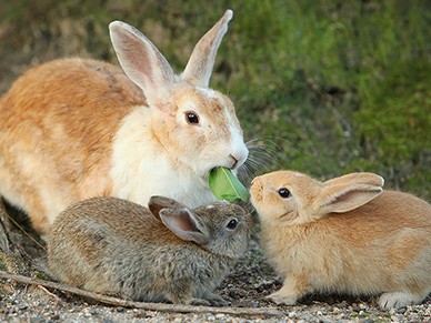 「大久野島のうさぎに起きていること」　写真家utaさんに聞く