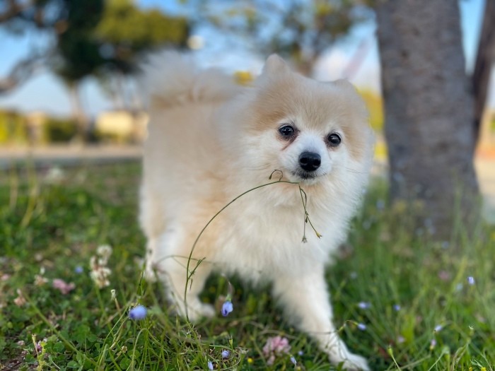 元繁殖犬で散歩を知らなかったチャイ（HISAYANさん提供）