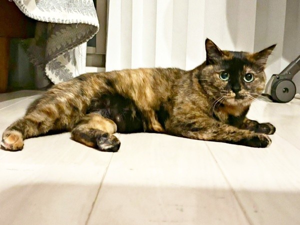 寝そべってくつろぐうるめちゃん（画像提供：硝子さん）